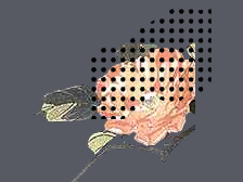 Merz Flower