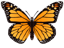 Tilterpillar butterflies